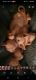 Sphynx Cats for sale in Danielson, CT 06239, USA. price: $1,000