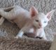 Sphynx Cats for sale in Cocoa, FL, USA. price: NA
