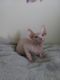 Sphynx Cats for sale in Chicago, IL, USA. price: $1,000