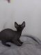 Sphynx Cats for sale in Chicago, IL, USA. price: $600