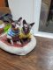 Sphynx Cats for sale in Las Vegas, NV, USA. price: NA