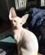 Sphynx Cats for sale in Methuen, MA, USA. price: $1,950