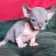 Sphynx Cats for sale in New York, NY, USA. price: $300