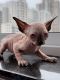 Sphynx Cats for sale in New York, NY, USA. price: $2,200