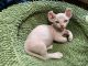 Sphynx Cats for sale in Howell, MI, USA. price: $1,900