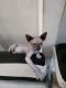 Sphynx Cats for sale in New York, NY, USA. price: $2,199