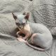 Sphynx Cats for sale in Brimfield, MA, USA. price: $1,900