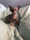 Sphynx Cats for sale in Pittsburgh, PA, USA. price: $1,750