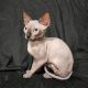 Sphynx Cats for sale in Tampa, FL, USA. price: $1,500
