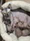 Sphynx Cats for sale in Placentia, CA 92870, USA. price: NA