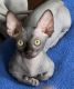 Sphynx Cats for sale in Brooklyn, NY, USA. price: $2,700