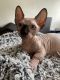Sphynx Cats for sale in Brooklyn, NY, USA. price: $2,300