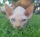 Sphynx Cats for sale in Tulsa, OK, USA. price: $1,000