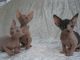 Sphynx Cats for sale in Chicago, IL, USA. price: $800