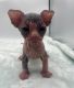 Sphynx Cats for sale in Palm Beach, FL, USA. price: $1,200