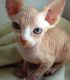 Sphynx Cats for sale in 920 SW 77th St, Oklahoma City, OK 73139, USA. price: $600