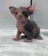 Sphynx Cats for sale in San Jose, CA, USA. price: $950