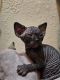 Sphynx Cats for sale in Homestead, FL 33030, USA. price: NA