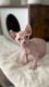 Sphynx Cats for sale in Orange County, CA, USA. price: $1,800