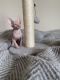 Sphynx Cats for sale in San Marcos, CA 92069, USA. price: NA