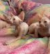 Sphynx Cats for sale in HALNDLE BCH, FL 33009, USA. price: $1,800