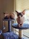 Sphynx Cats for sale in Sacramento, CA, USA. price: $1,000