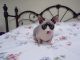 Sphynx Cats for sale in Hagerstown, MD, USA. price: $2,500