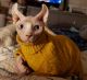 Sphynx Cats for sale in St. Augustine, FL, USA. price: $1,500