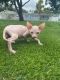 Sphynx Cats for sale in HALNDLE BCH, FL 33009, USA. price: $18,002,500
