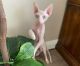 Sphynx Cats for sale in San Marcos, CA 92069, USA. price: $2,500