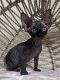 Sphynx Cats for sale in Trenton, GA 30752, USA. price: $200,000