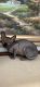 Sphynx Cats for sale in Sacramento, CA, USA. price: NA
