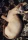 Sphynx Cats for sale in Tulsa, OK, USA. price: $1,800