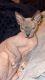 Sphynx Cats for sale in Knoxville, TN, USA. price: $1,000