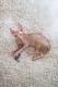 Sphynx Cats for sale in Honolulu, HI, USA. price: $2,300