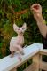 Sphynx Cats for sale in Honolulu, HI, USA. price: $3,000