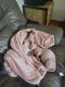 Sphynx Cats for sale in Louisville, IL 62858, USA. price: $975
