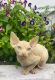 Sphynx Cats for sale in HALNDLE BCH, FL 33009, USA. price: $1,200
