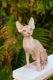 Sphynx Cats for sale in Honolulu, HI, USA. price: NA