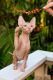 Sphynx Cats for sale in Honolulu, HI, USA. price: $3,000