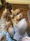 Sphynx Cats for sale in Spokane Valley, WA, USA. price: $140