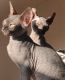 Sphynx Cats for sale in Chelmsford, MA, USA. price: $850