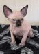 Sphynx Cats for sale in Nampa, ID, USA. price: $2,000
