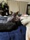 Sphynx Cats for sale in Bowie, MD, USA. price: $2,200