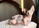 Sphynx Cats for sale in Miami, FL, USA. price: $2,800
