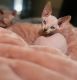 Sphynx Cats for sale in Fallbrook, CA 92028, USA. price: $2,500