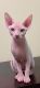 Sphynx Cats for sale in 535 Neptune Ave, Brooklyn, NY 11224, USA. price: $1,000