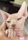 Sphynx Cats for sale in 535 Neptune Ave, Brooklyn, NY 11224, USA. price: $1,400