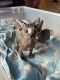 Sphynx Cats for sale in Houston, TX, USA. price: $1,500