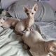 Sphynx Cats for sale in HALNDLE BCH, FL 33009, USA. price: $1,500,200